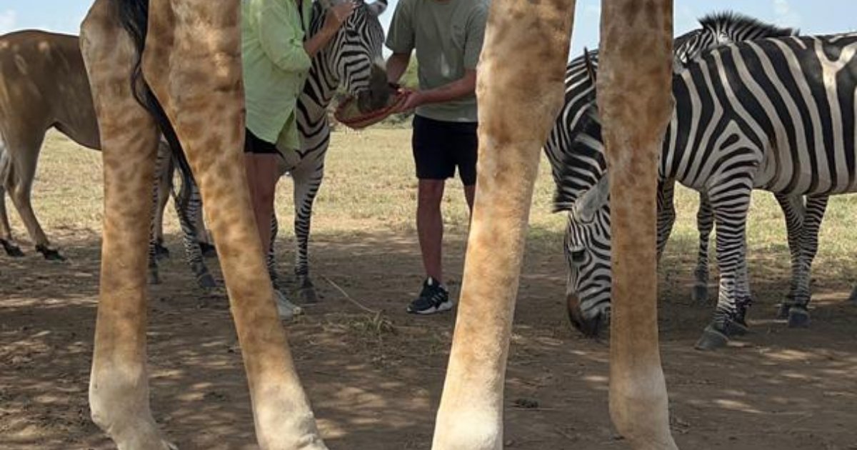 Safari: 2 Days Tarangire National Park and Serval Wildlife Sanctuary Safari, Танзания
